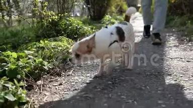 奇瓦瓦狗在森林公园里的树叶里嗅了嗅，寻<strong>寻觅</strong>觅，想散步
